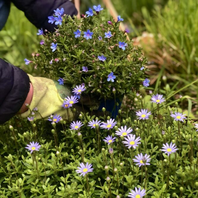 Lithodora e Felicia